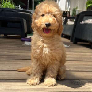 Tobby Goldendoodle