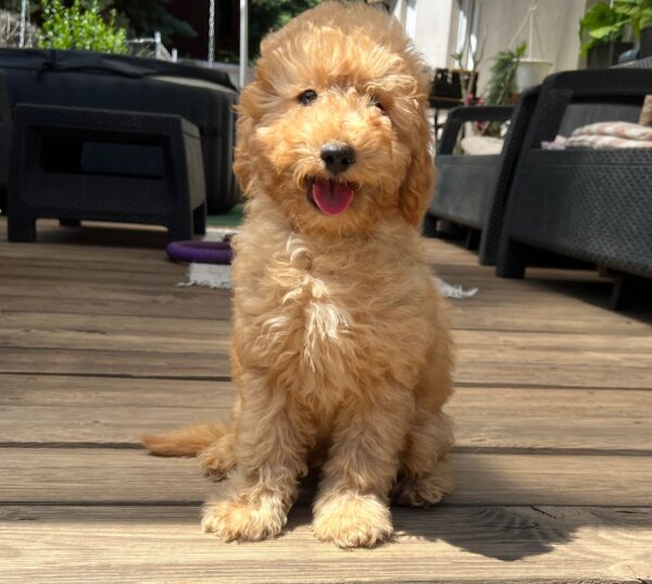 Tobby Goldendoodle