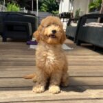 Tobby-male-golden-doodle-puppy-for-sale- (2)