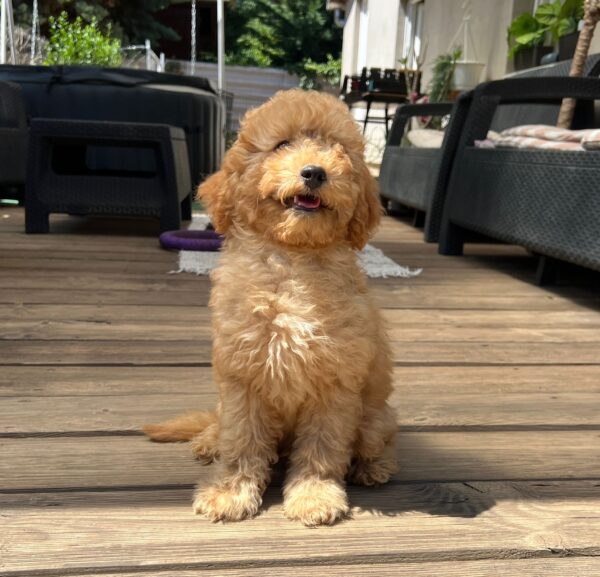 Tobby Goldendoodle