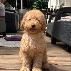 Tobby Goldendoodle