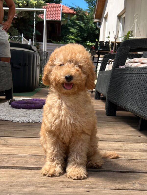 Tobby Goldendoodle