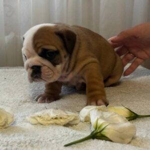 Tootsie English Bulldog