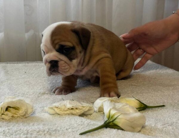 Tootsie English Bulldog