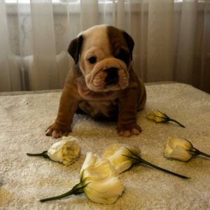 Tootsie English Bulldog