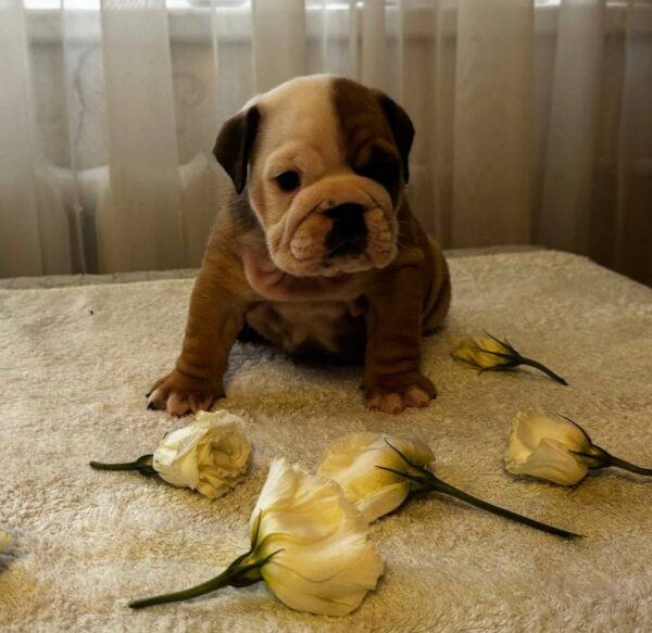 Tootsie English Bulldog