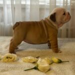 Tootsie-female-english-bulldog-puppy-for-sale-1 (3)