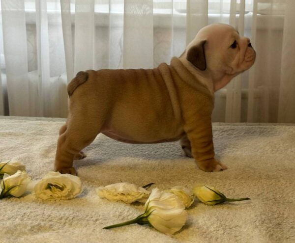 Tootsie English Bulldog