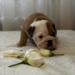Tootsie-female-english-bulldog-puppy-for-sale-1 (4)
