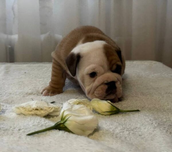 Tootsie English Bulldog