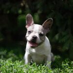 Tori-female-french-bulldog-puppy-for-sale-1 (1)