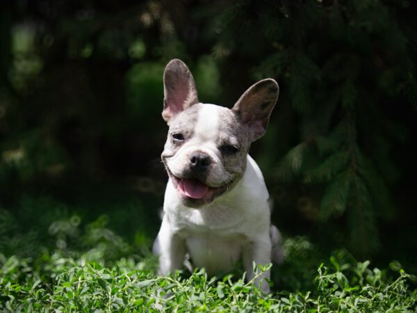 Tori French Bulldog