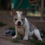 Tori-female-french-bulldog-puppy-for-sale-1 (2)