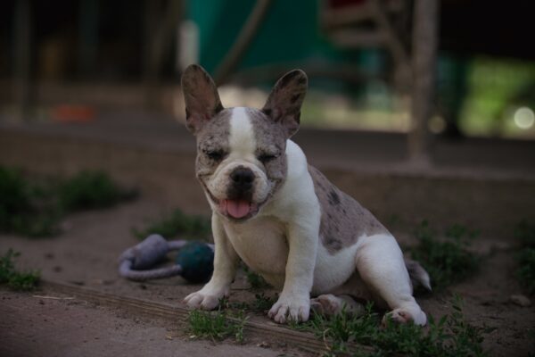 Tori French Bulldog