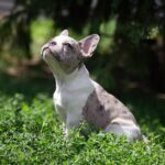 Timon French Bulldog