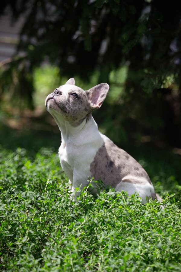 Tori French Bulldog