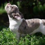Tori-female-french-bulldog-puppy-for-sale-1 (4)