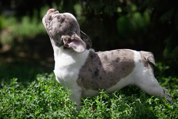 Tori French Bulldog