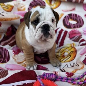 Tracy English Bulldog