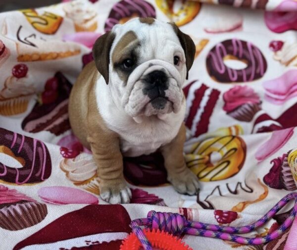 Tracy English Bulldog