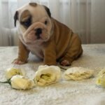 Tracy-female-english-bulldog-puppy-for-sale-1 (1)
