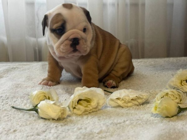 Tracy English Bulldog