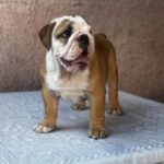 Tracy-female-english-bulldog-puppy-for-sale-1 (2)