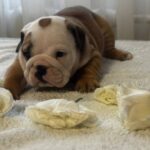 Tracy-female-english-bulldog-puppy-for-sale-1 (2)
