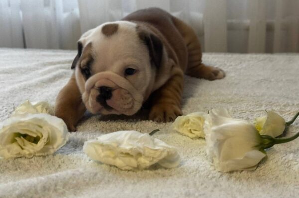 Tracy English Bulldog