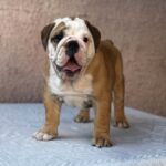 Tracy-female-english-bulldog-puppy-for-sale-1 (3)