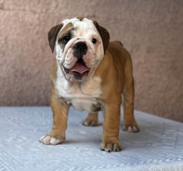 Tracy English Bulldog