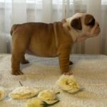 Tracy-female-english-bulldog-puppy-for-sale-1 (3)