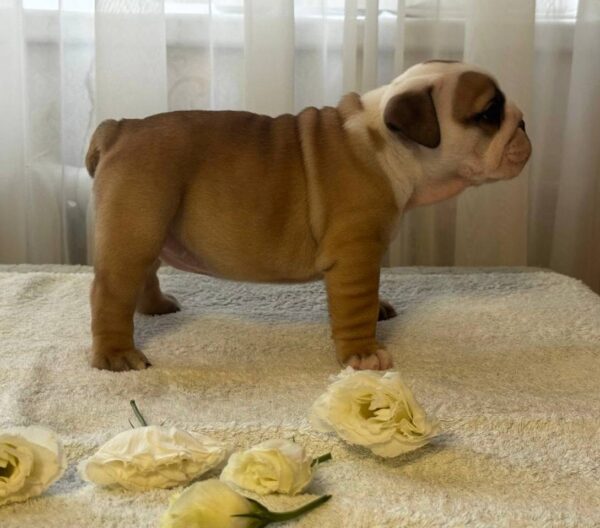 Tracy English Bulldog