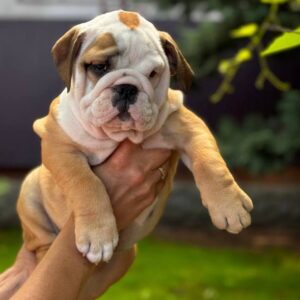 Tracy English Bulldog