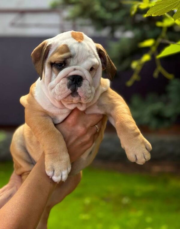 Tracy English Bulldog