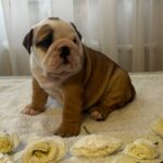 Tracy-female-english-bulldog-puppy-for-sale-1 (4)