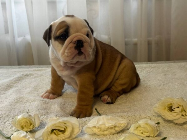 Tracy English Bulldog