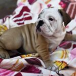 Tracy-female-english-bulldog-puppy-for-sale-1 (5)