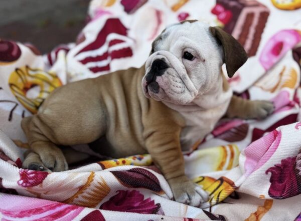 Tracy English Bulldog
