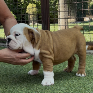 Trixy English Bulldog