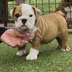 Trixy English Bulldog