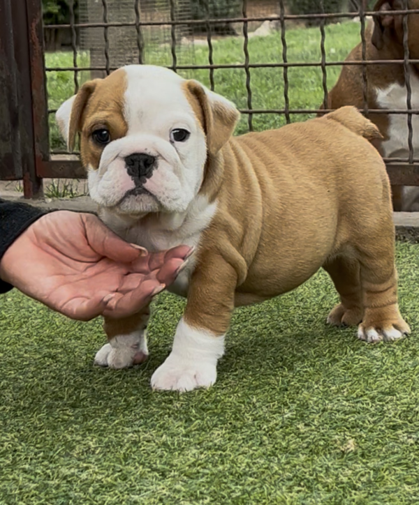 Trixy English Bulldog