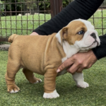 Trixy-female-english-bulldog-puppy-for-sale- (2)