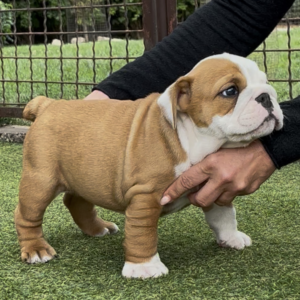 Trixy English Bulldog