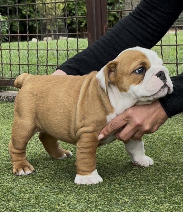 Trixy English Bulldog