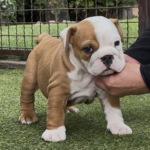 Trixy-female-english-bulldog-puppy-for-sale- (3)