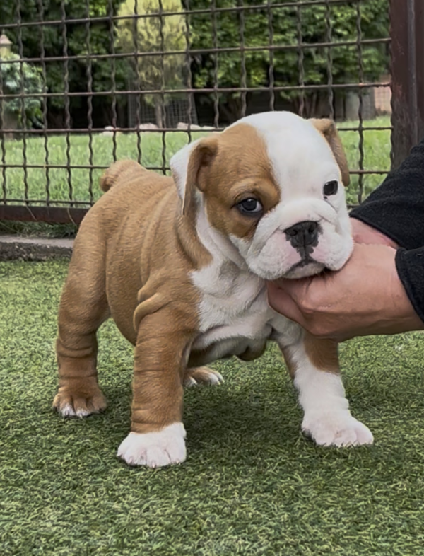 Trixy English Bulldog