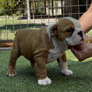 Trixy English Bulldog