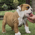 Trixy-female-english-bulldog-puppy-for-sale- (4)