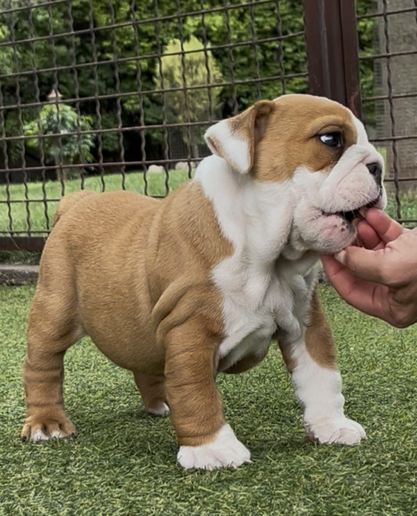 Trixy English Bulldog